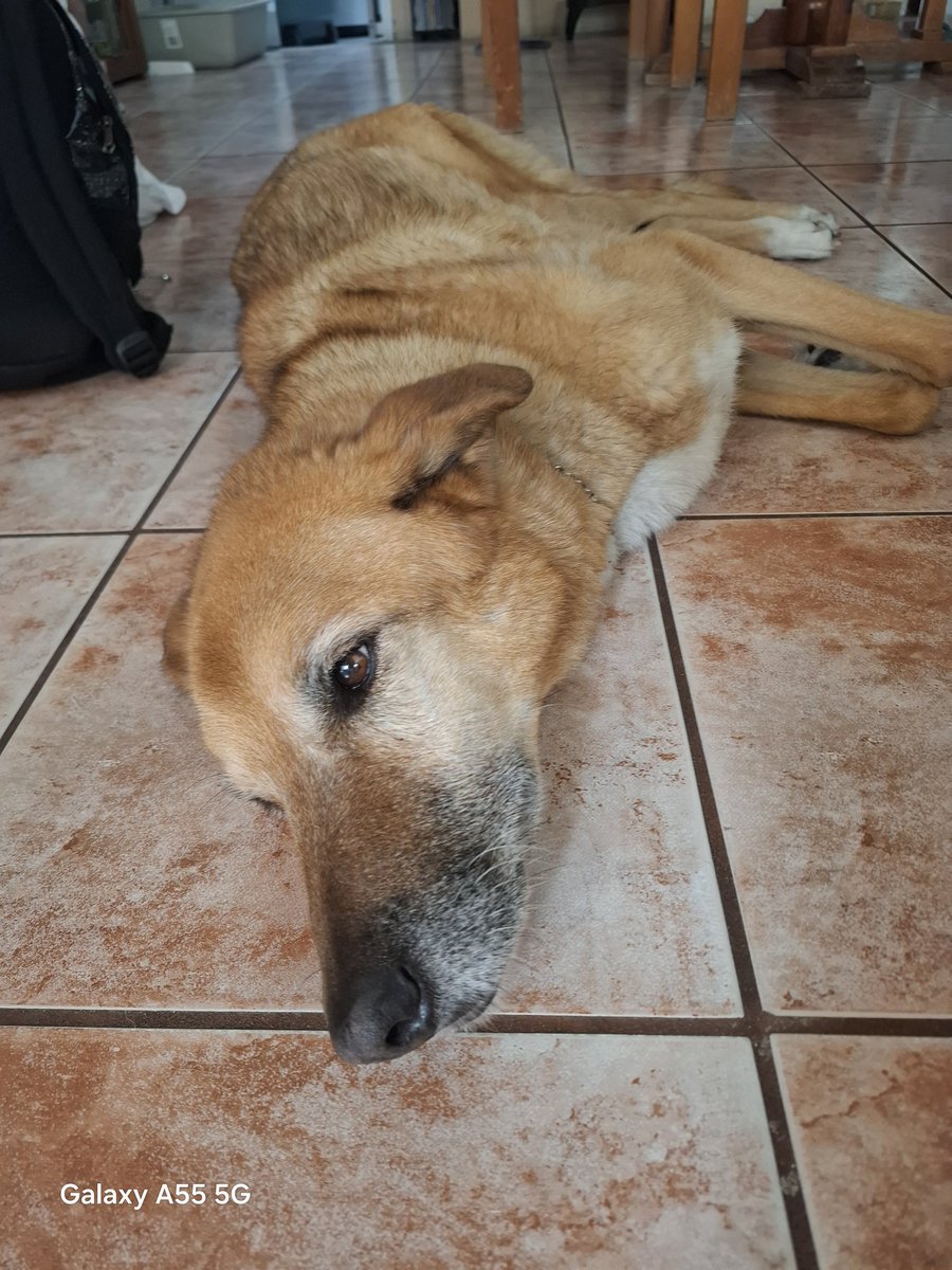 Al cielo de los perritos decía mi abuela.
Bye mi Mossita!!!
🥹