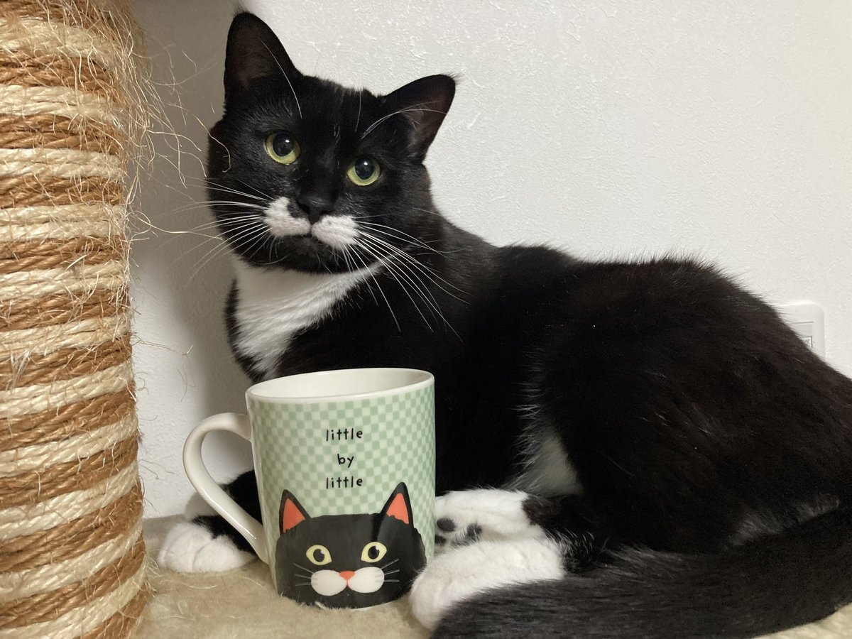 村山権蔵 tweet media