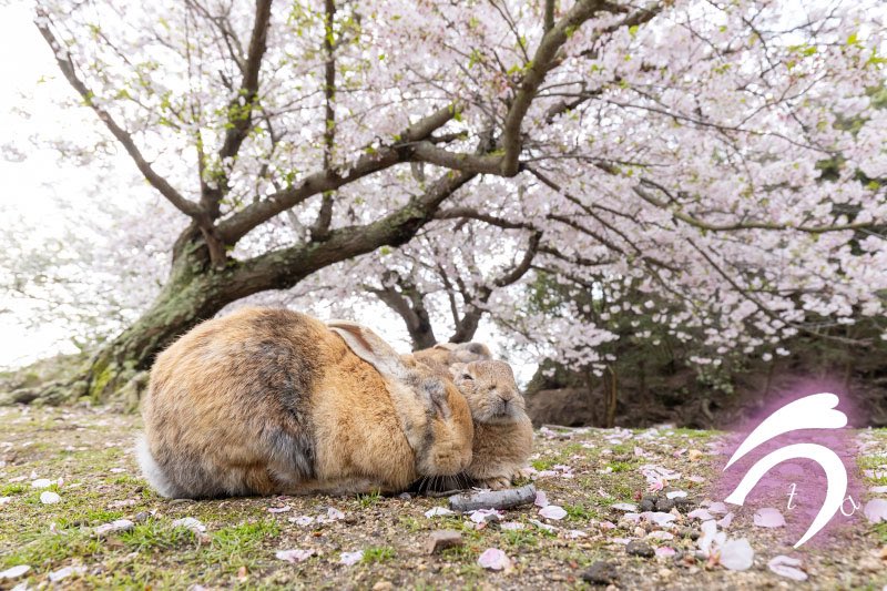 utajima's tweet photo. 桜の下でラブラブ🌸🐰🐰💕 https://t.co/OXmkCYPhP6