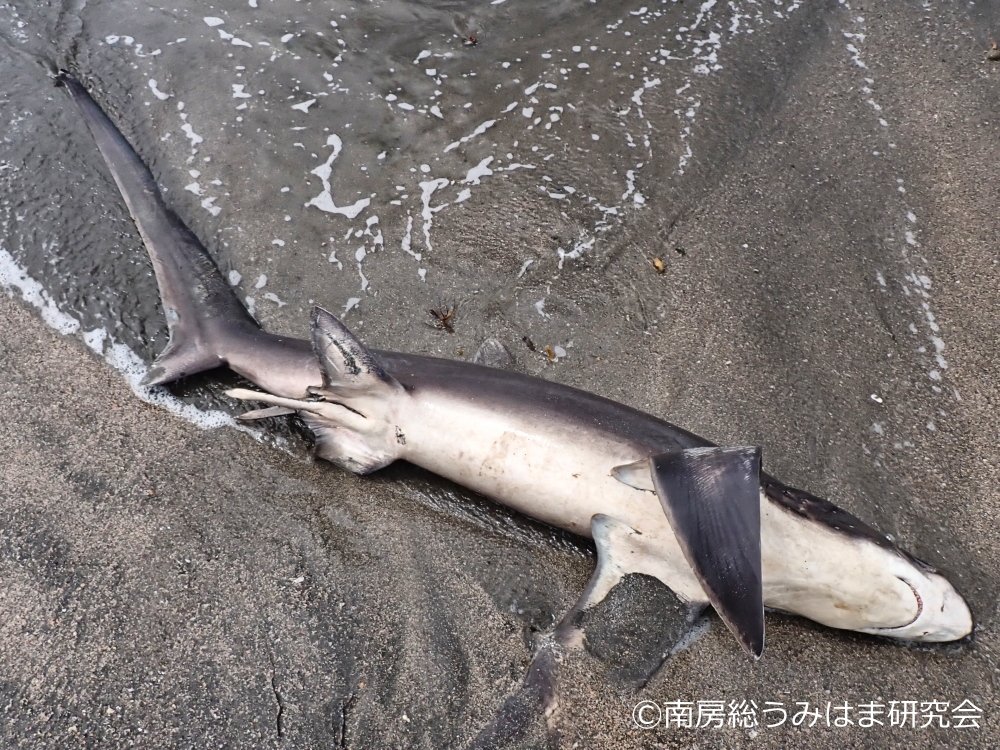 南房総 海辺の記録 tweet media