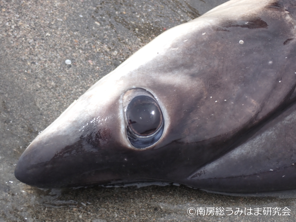 南房総 海辺の記録 tweet media