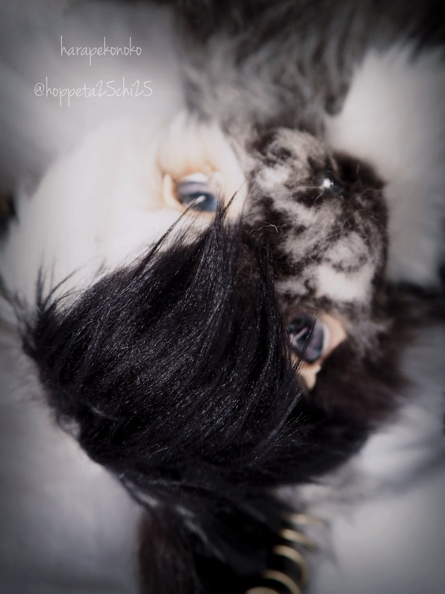 hoppeta25chi25's tweet image. 『堕ちたコ』

僕だって
昔は天使でした

#ハラペコノコ #artdoll #アートドール ↓つづく