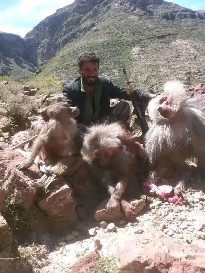 شبل خولان 🇾🇪 tweet media