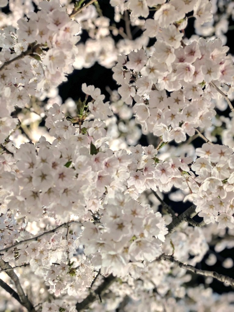 らぴす tweet media