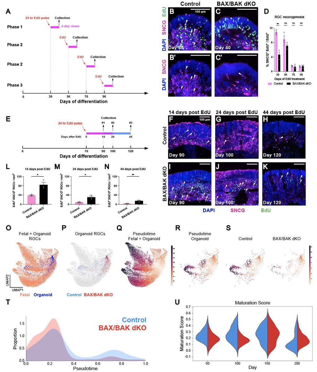 simonational's tweet photo. Further analysis shows blocking apoptosis does not extend the RGC generation window, but slows early neurogenesis and maturation. It also prolongs RGC lifespan and improves mature RGC survival in organoids, exhibiting more complex effects on RGC development than expected. (7/8) https://t.co/VsPyPj89jR