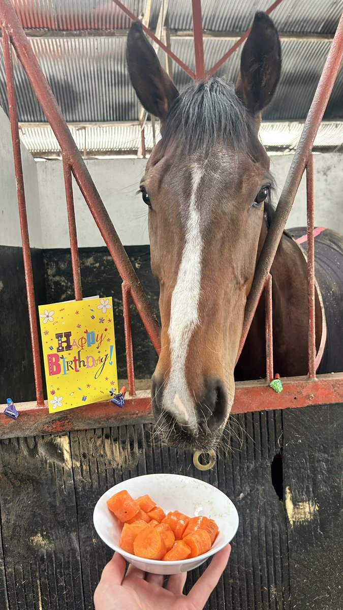 jhanlonracing's tweet photo. Happy 11th Birthday Hewick 🥳 https://t.co/TcudGLYQTu