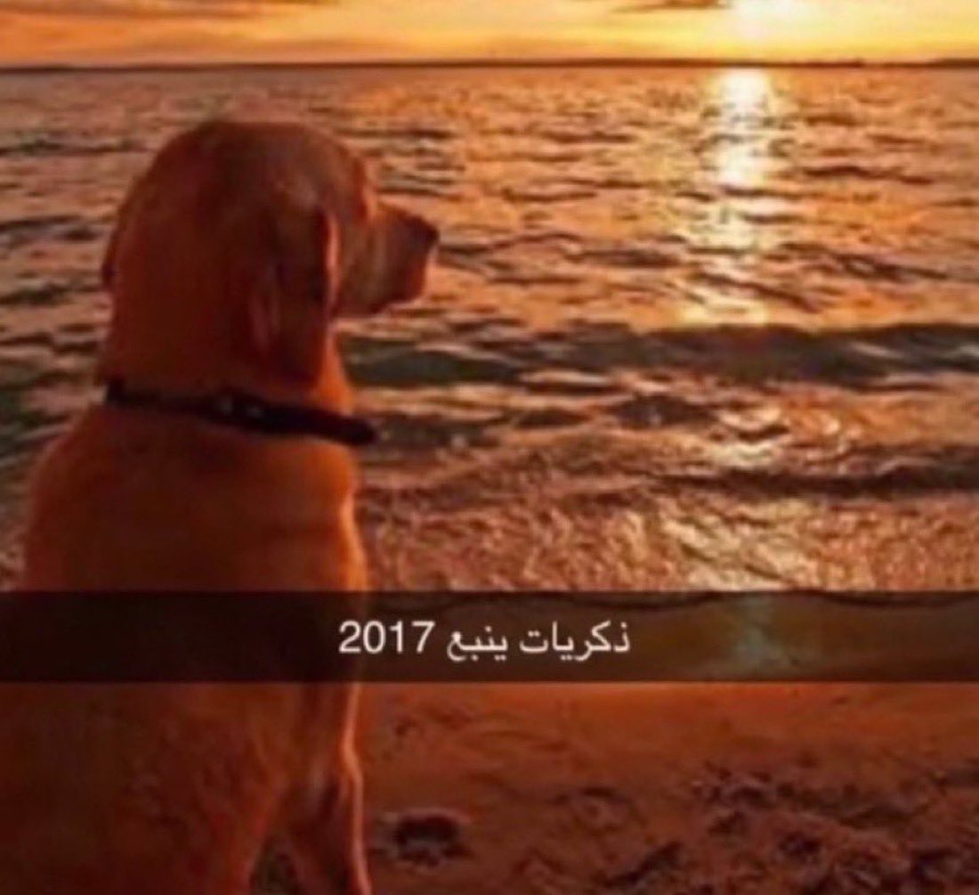 متعب tweet media