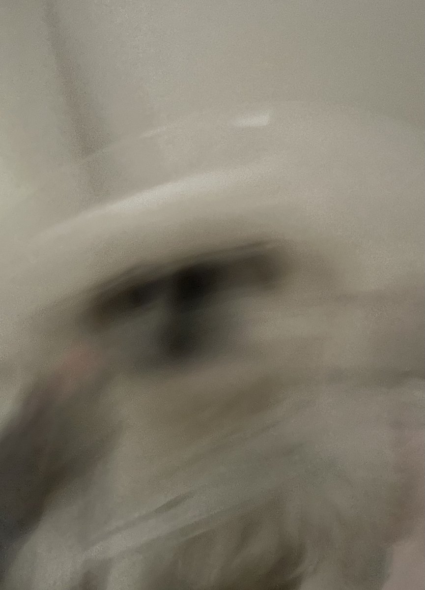 みゆ吉˙ᵕ˙ペキニーズ🧡 tweet media