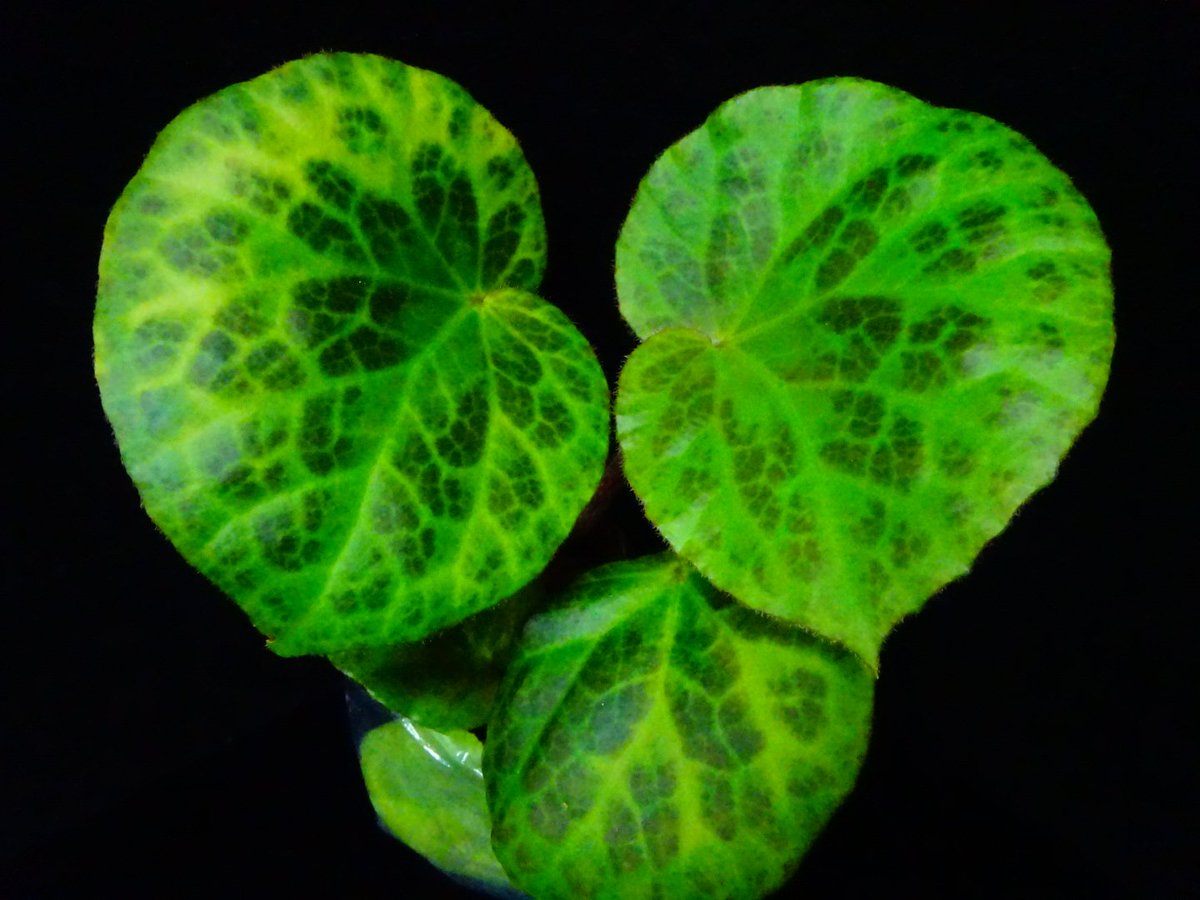 #Begoniasuborbiculata
#ベゴニアスボルビクラータ

ベゴニア協会関西支部の例会で葉を貰って帰り増殖したもの。
フィリピンのパラワン島原産らしい。