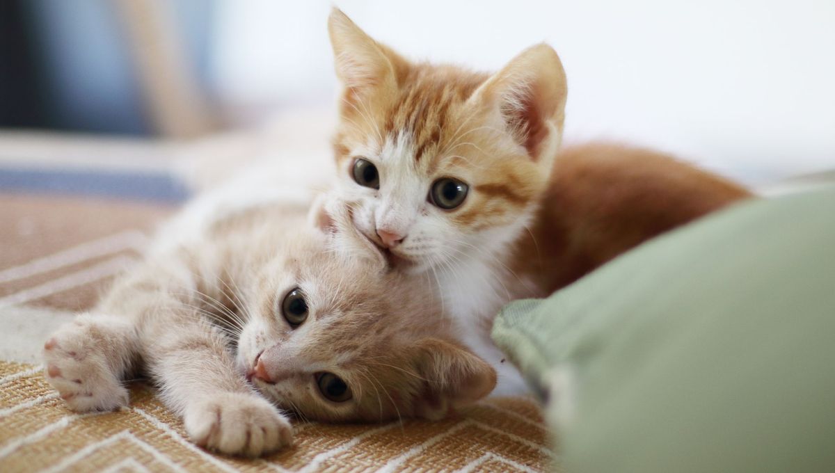 Vetitude's tweet image. 🐈 Le pouvoir du ronronnement : quand le #chat devient allié du bien-être

ow.ly/URw450YKIV3