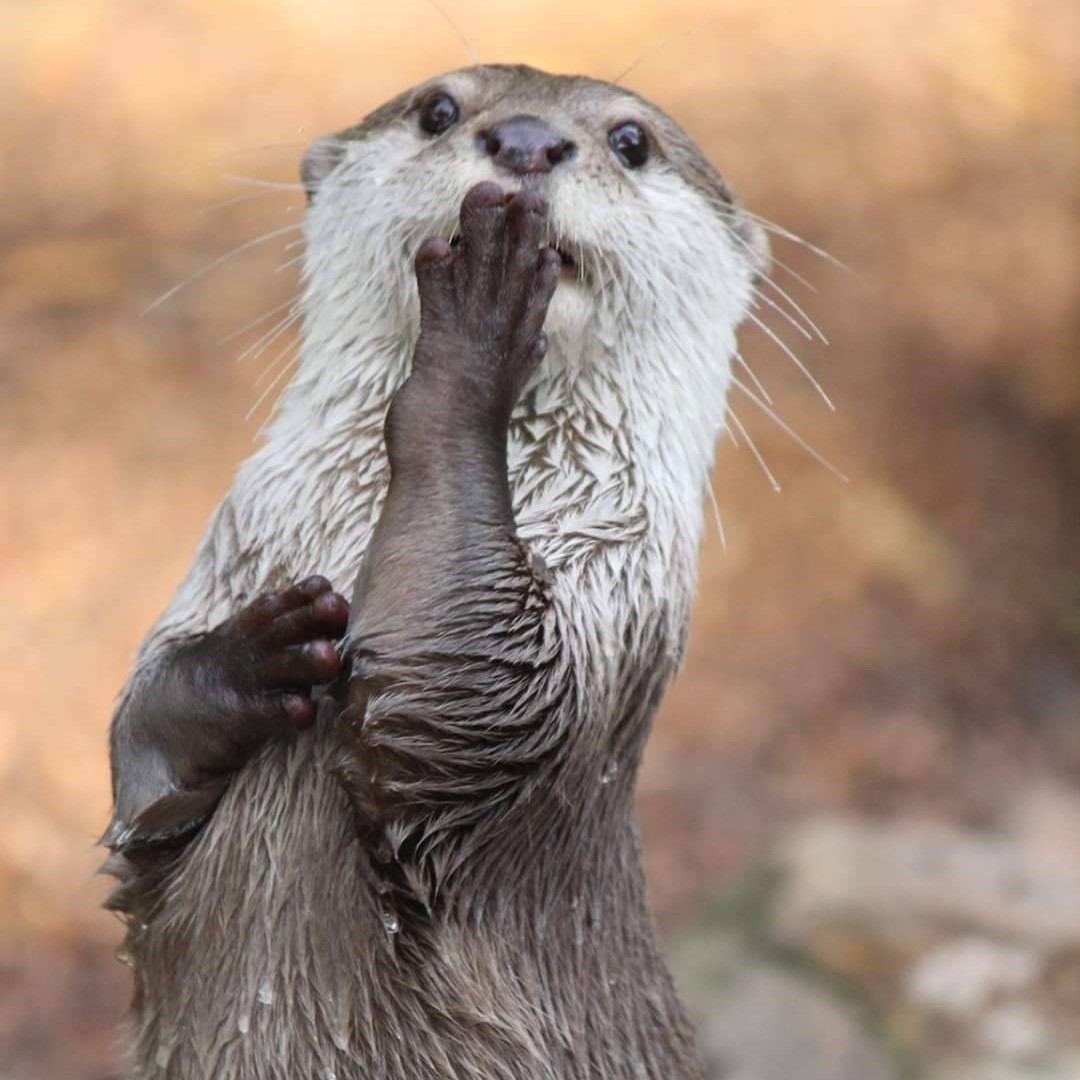 In_Otter_News2's tweet photo. Just dropped Steve off at the pub and looked in the rear view mirror. He's blowing me a kiss. I guess he's not so bad after all.... https://t.co/KMt8FSNbnR