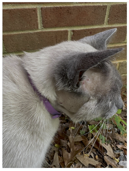 Yes, I'm that kind of person, I want you to vote for my cat.

Off to the cat hospital after my beautiful buddy Thatcher got into a bad fight and ended up with a nasty infection. He’s a stray we adopted but he’s not quite accustomed to being indoors all the time, and just learning