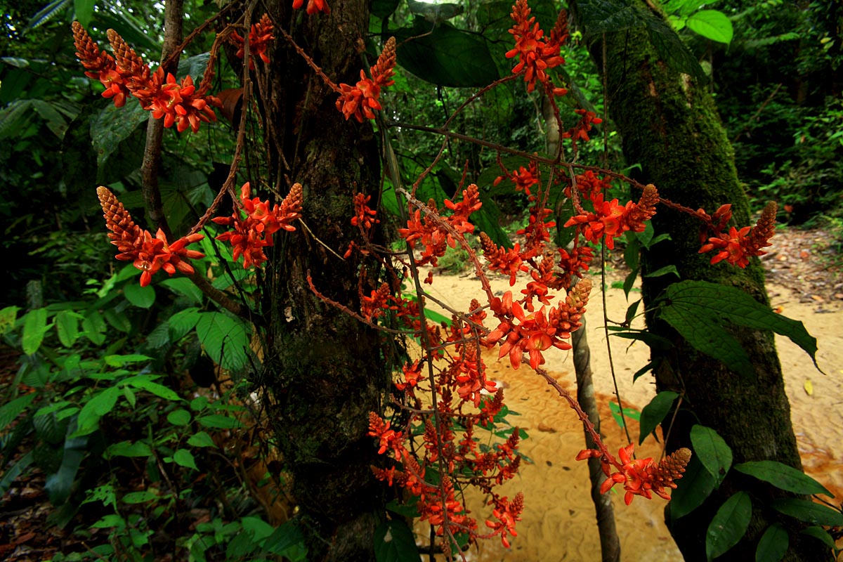 ForestGEO's tweet photo. Lambir Hills National Park is hiring a Project Officer to manage and supervise census activities and field work 🌳 Applications are due April 30, 2026. Click here for full position details: https://t.co/V8m31O2LQr https://t.co/LX9E2FrPPU