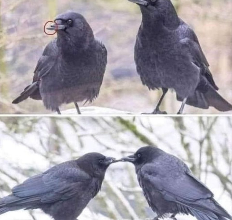 Tweets of Dogs tweet media