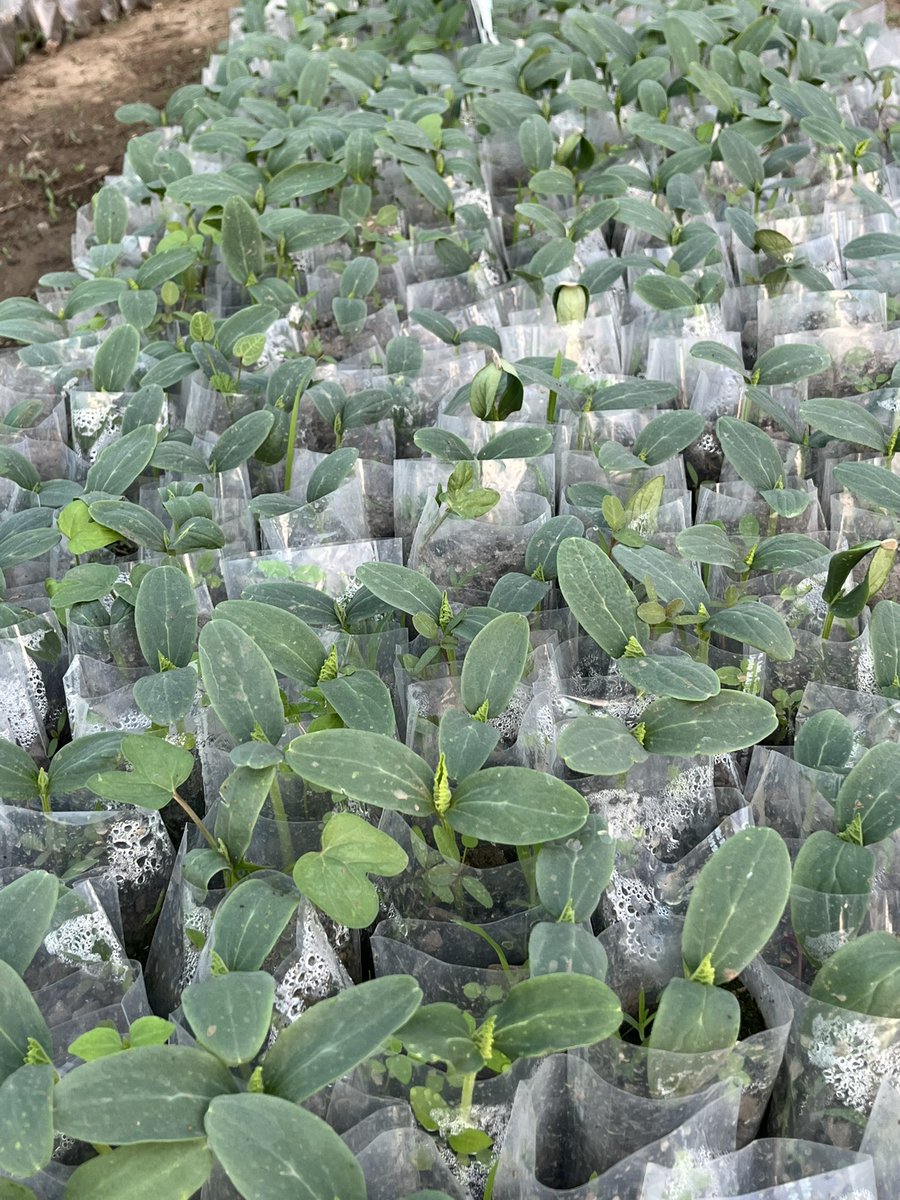 Chenab valley farming tweet media