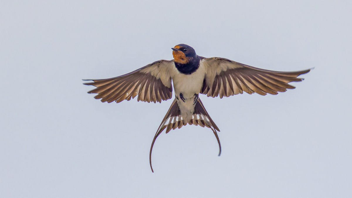 BirdLife Suomi tweet media