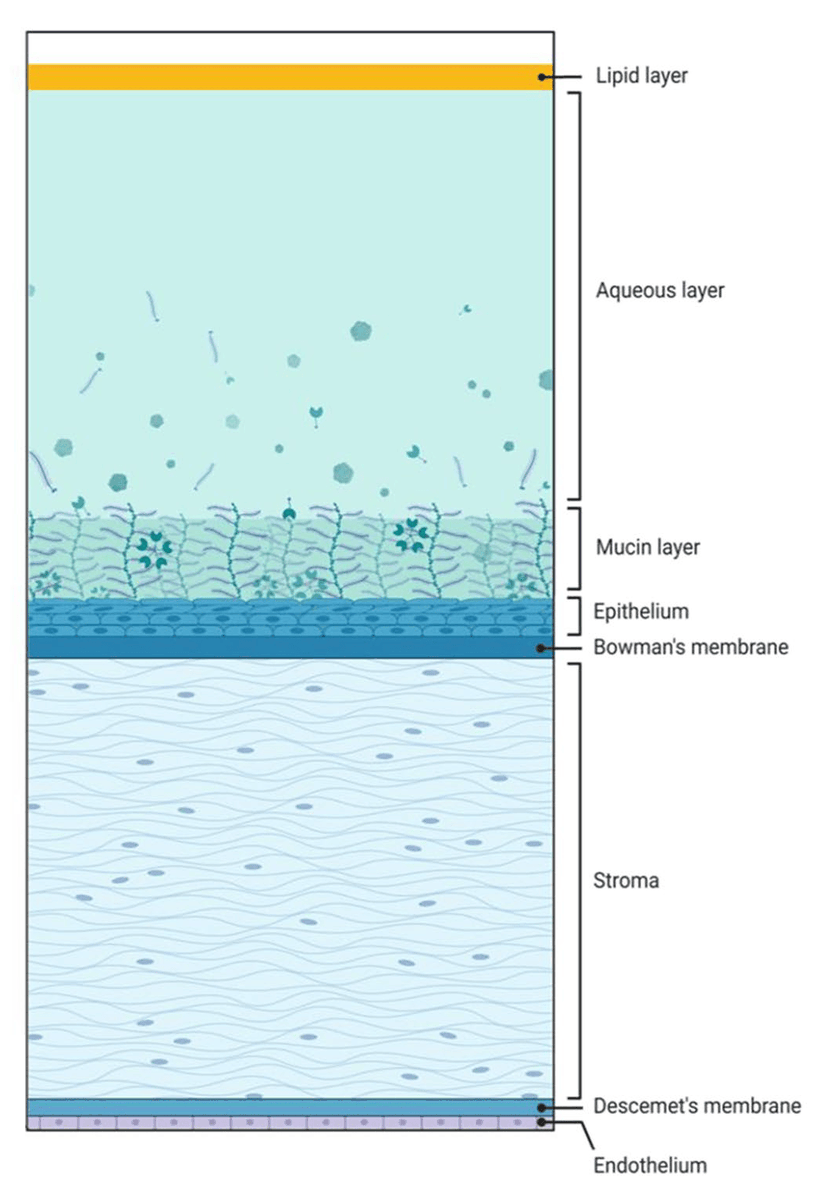 revoptom's tweet image. The Ocular Surface: An Inflammation War Zone

The eye’s outer defenses rely on a multilayered tear film and corneal structure to neutralize invading organisms through physical barriers and targeted follow-up responses. reviewofoptometry.com/article/the-oc…

#cornea #ocularsurface #optometry
