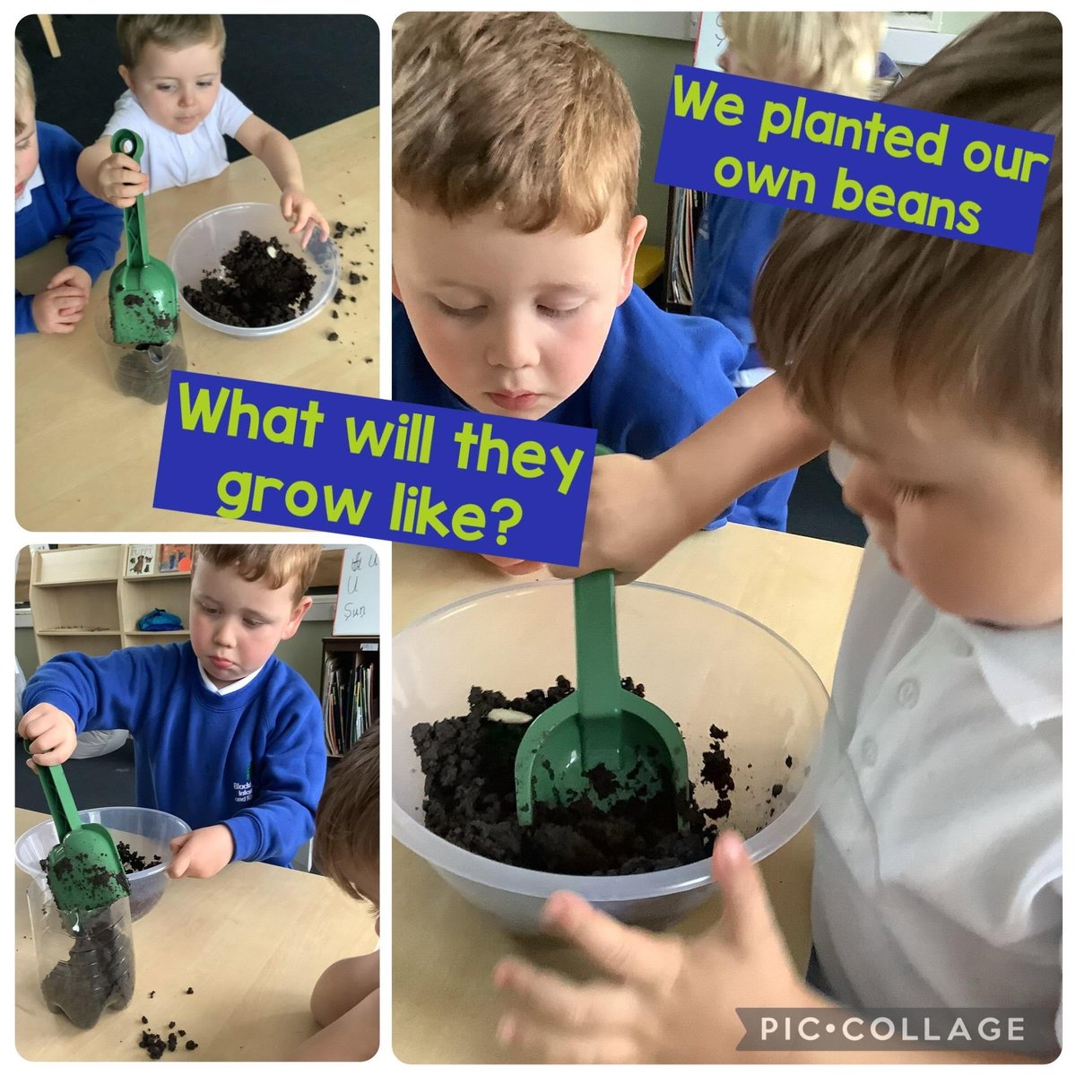 bpinfant's tweet photo. Nursery have been busy learning all about Jasper’s Beanstalk 🌱📖. The children have planted their own beans and are excited to watch them grow! 🌿✨ #BPIScience #BPIEarlyYears https://t.co/7Rxs80fX3X