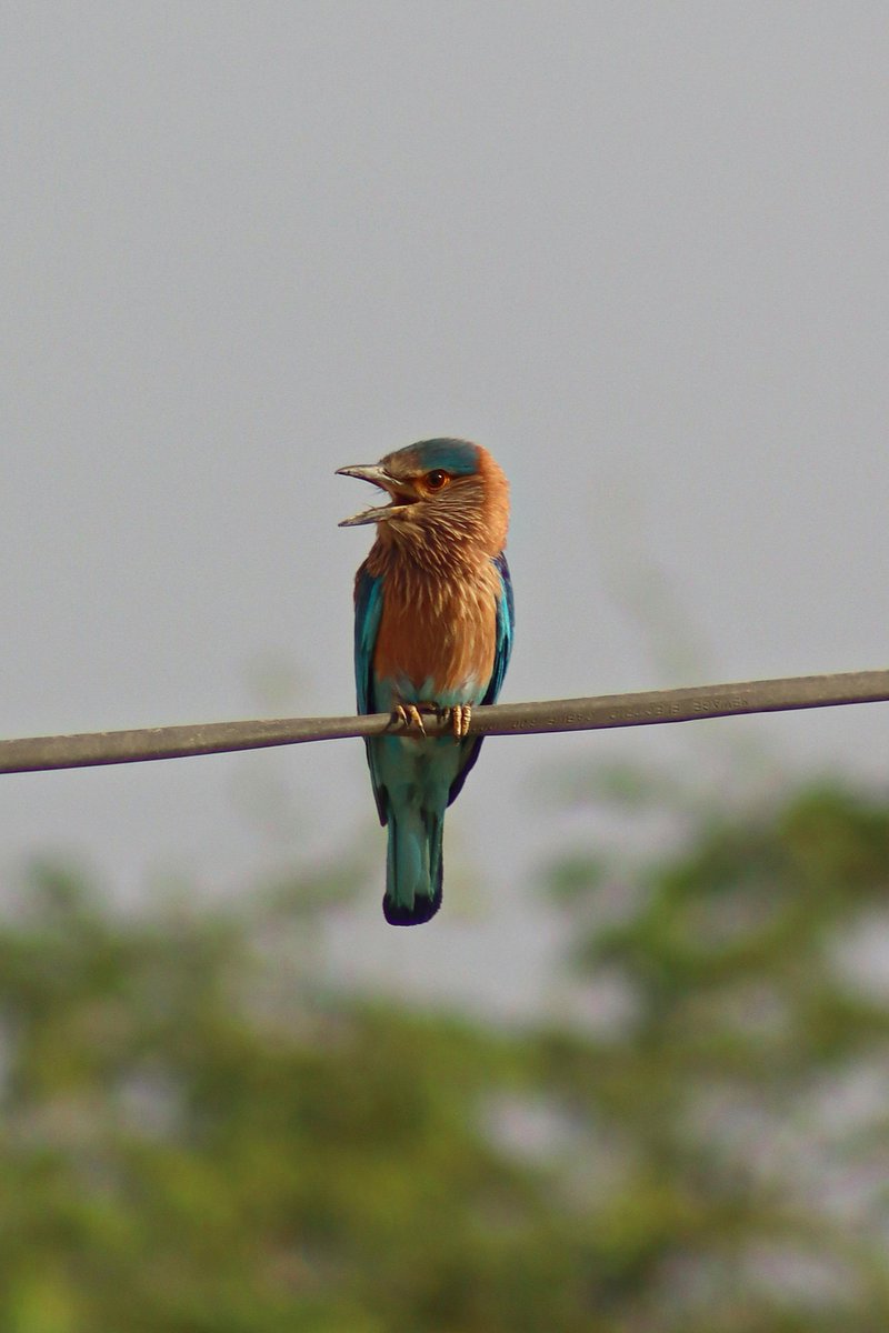 MUHAMMAD MONE LADIH tweet media