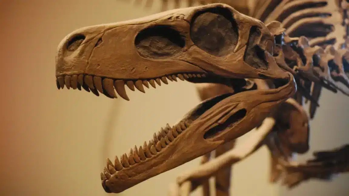 PaleontologieFr's tweet photo. Depuis 150 ans, les #paléontologues traquent l’origine des #dinosaures.
Mais la frontière entre précurseurs et « vrais » dinosaures reste désespérément floue et la science hésite.
#Trias #Dinosauria #Mbiresaurus #Nyasasaurus
📰https://t.co/9hxARSTibi
🔎https://t.co/lobrKLMgLU https://t.co/LBbbQMgkL8