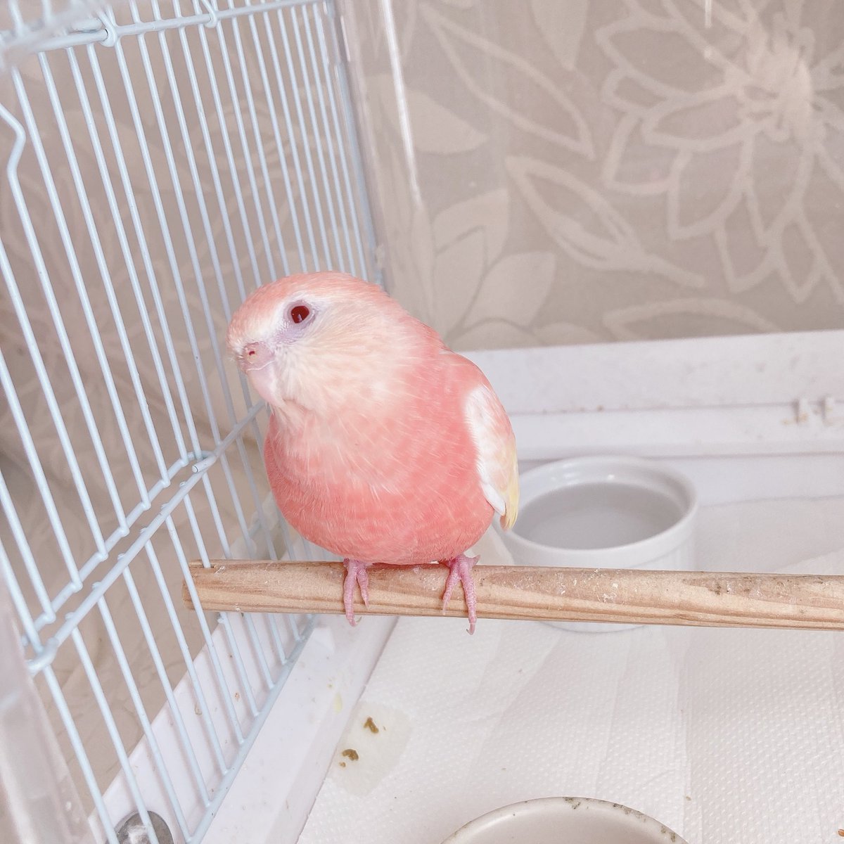 handmade chise＊バーダーハンドメイド作家 tweet media