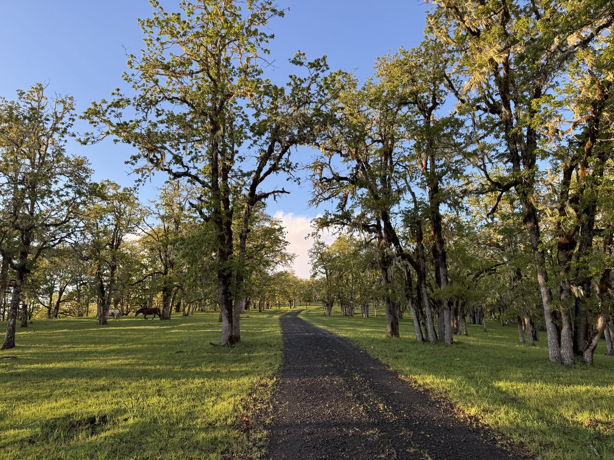 Original Content tweet media