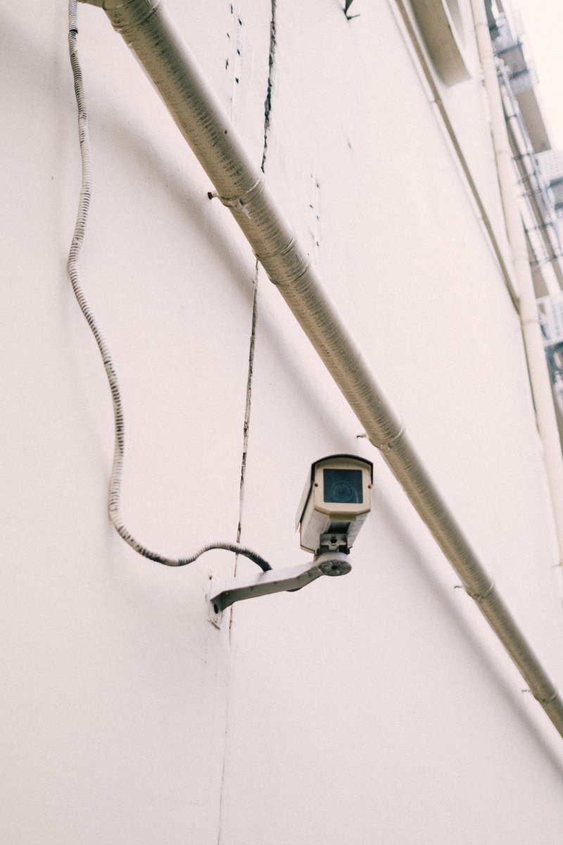 หมาป่า . tweet media