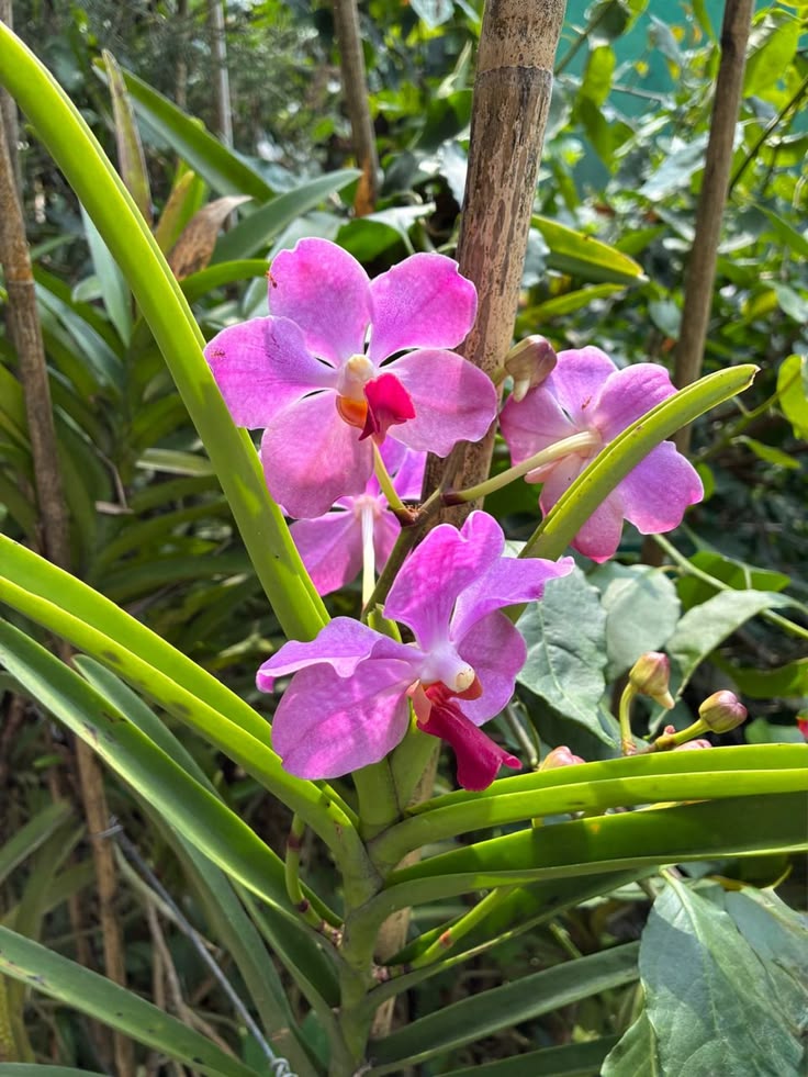 Nature Pathway tweet media