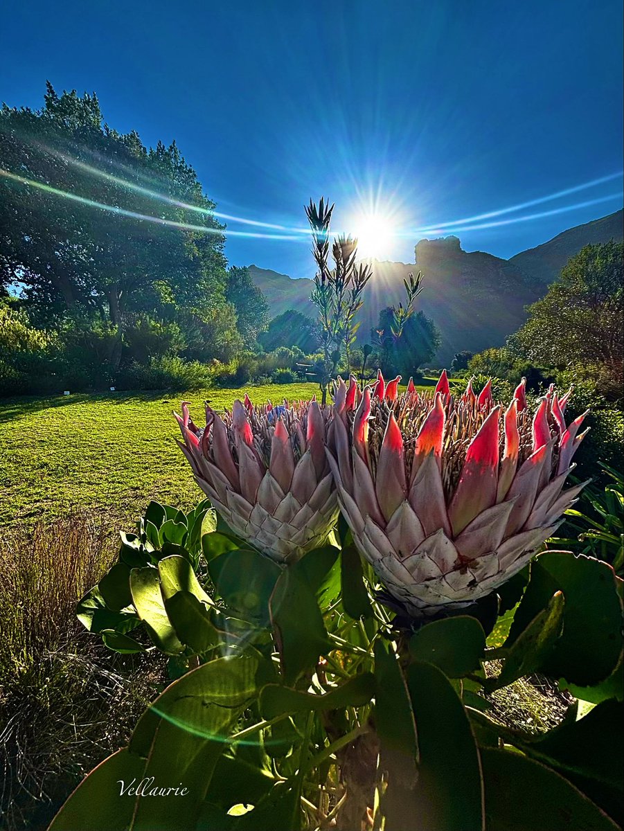 VijayEllaurie's tweet image. Happy Friday 🕊️Have a blessed weekend 😇 #PinkFriday #nature #Fridayvibes #weekendvibes