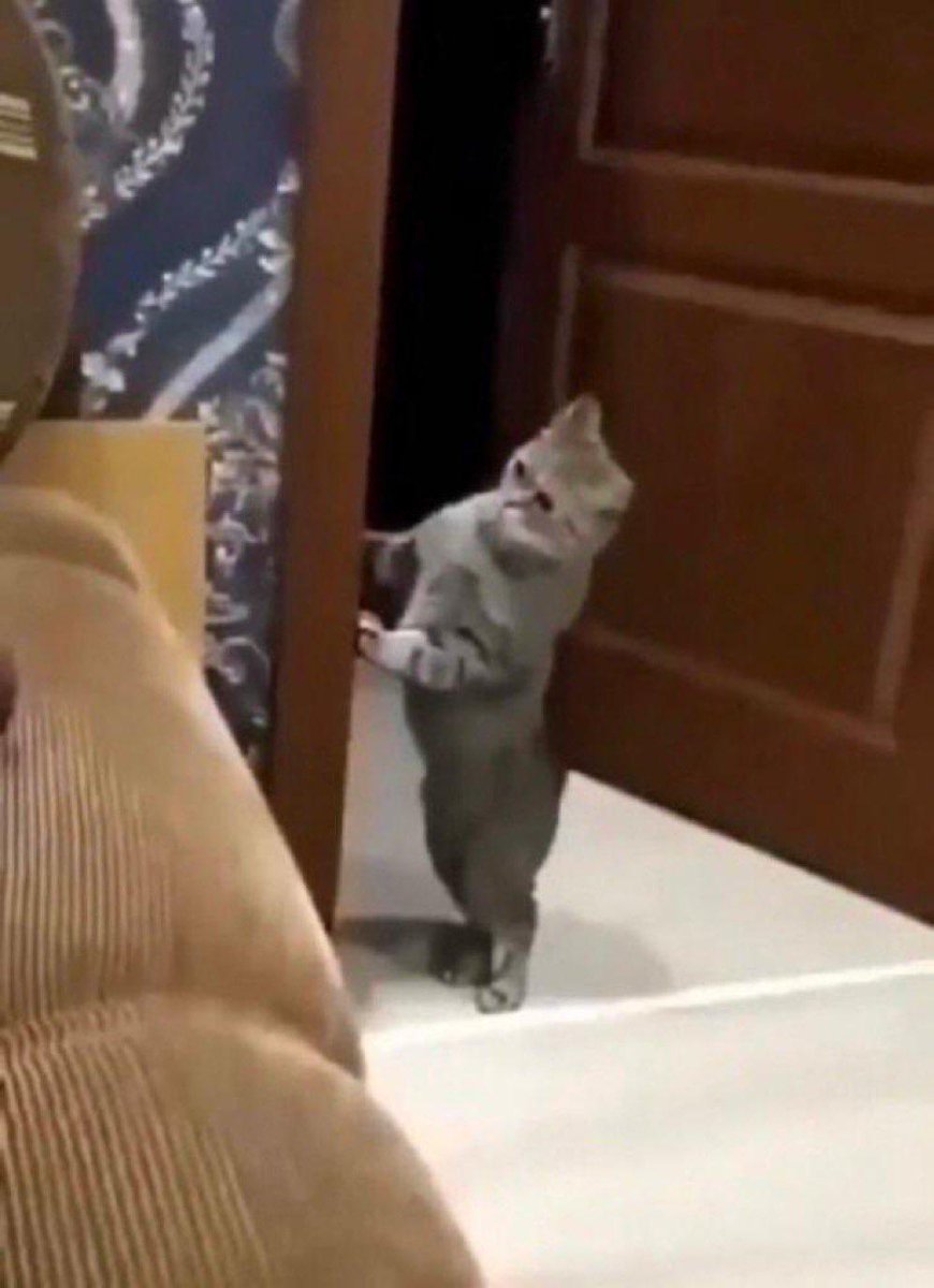 𝑹𝒊𝒐𝒗𝒊𝒄 tweet media