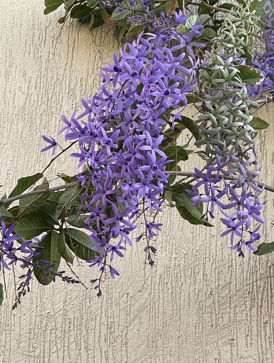 #الا_ليت_الشباب

ذكر الإمام ابو حاتم السجستاني (ت ٢٣٥هـ) في كتابه "المعمرين من العرب" :

(.. وعاش عبدالله بن سبيع الحميري ، مائة وخمسين سنة ، وقال في ذلك :

أراني كلما هرّمت يوماً
اتى من بعده يوم ٌ جديدُ

يعود شبابه في كل فجر  ٍ
ويأبى لي شبابي لا يعودُ ) .

الله المستعان ،