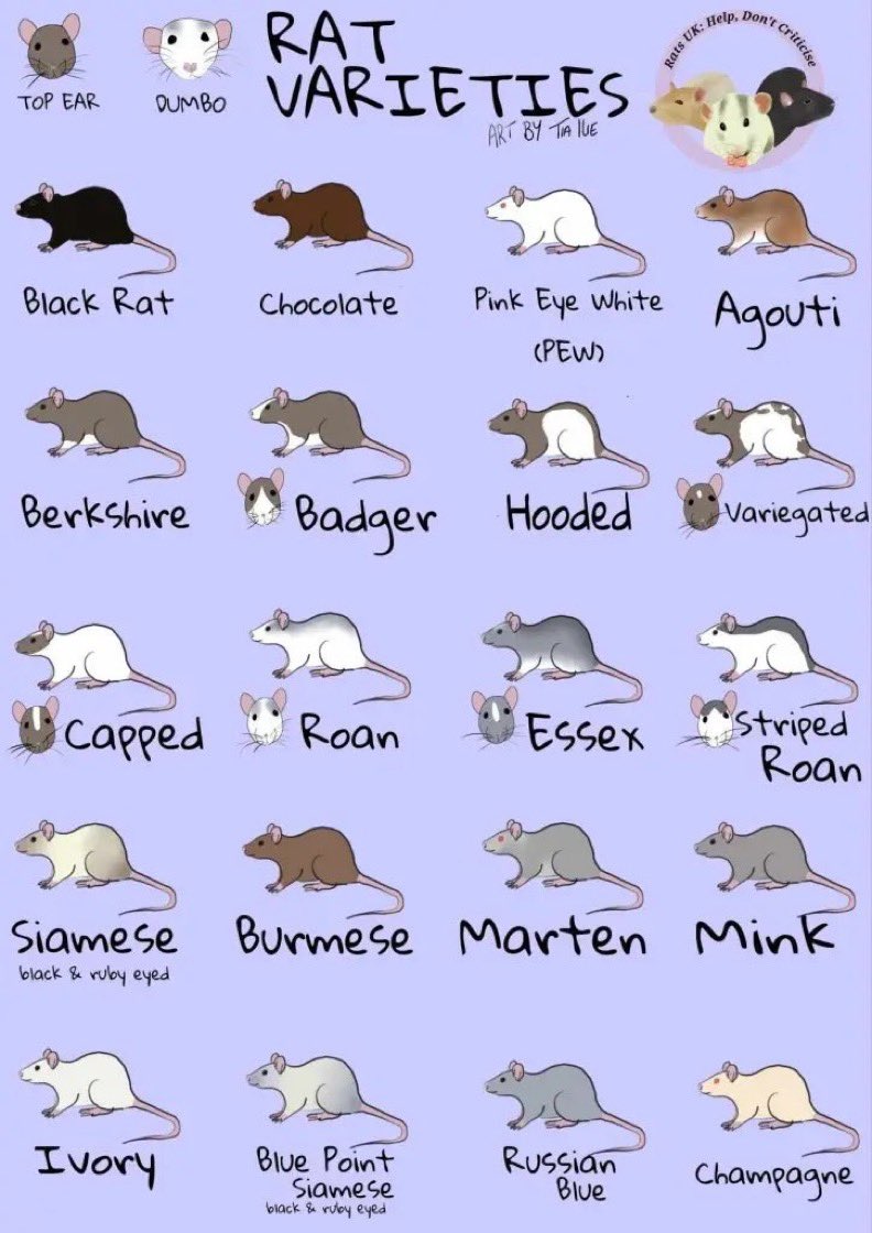 ichewthings's tweet photo. get to know your rats https://t.co/KvCSNHeS8x