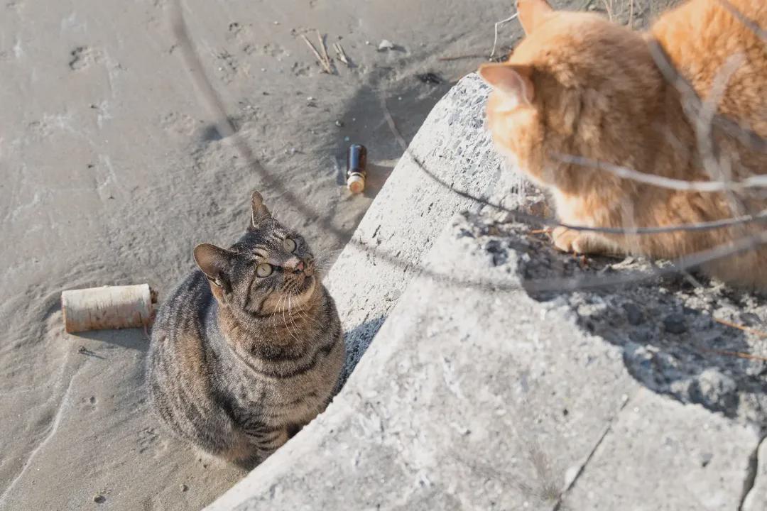 A pasta carbonara meal featuring pancetta
