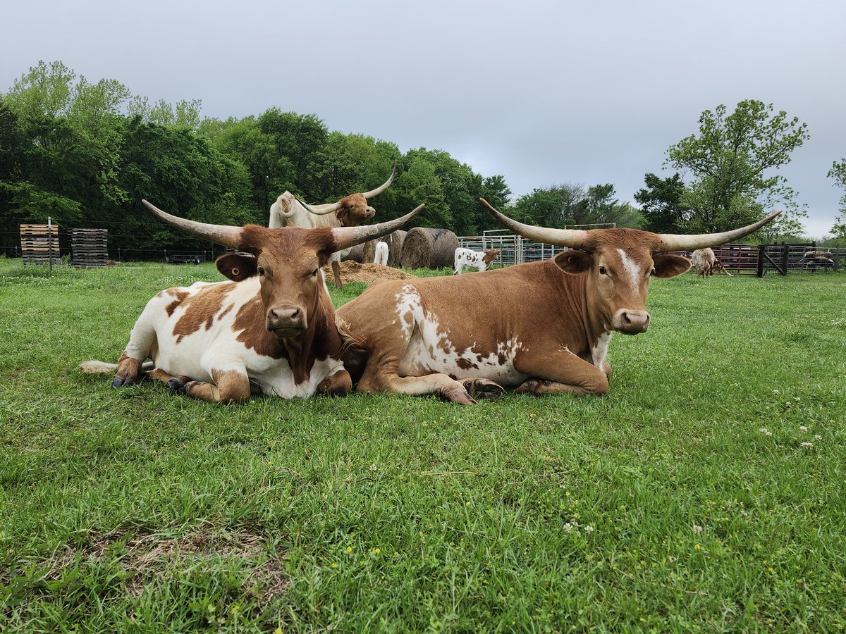 fishroper's tweet image. Just chillin' around the rock pile 🐮
I took these photos yesterday morning after a long night of storms.
Hope they got rested up because there's supposed to be more storms tonight. 
#ranchlife #texaslonghorns #calving2026 #okwx #oklahoma