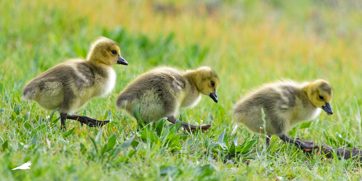 laurel_gale's tweet image. Forward, march.

#birds #cute