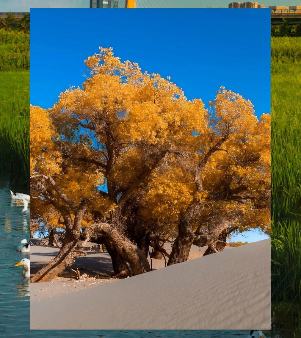 Bryan Castillo tweet media