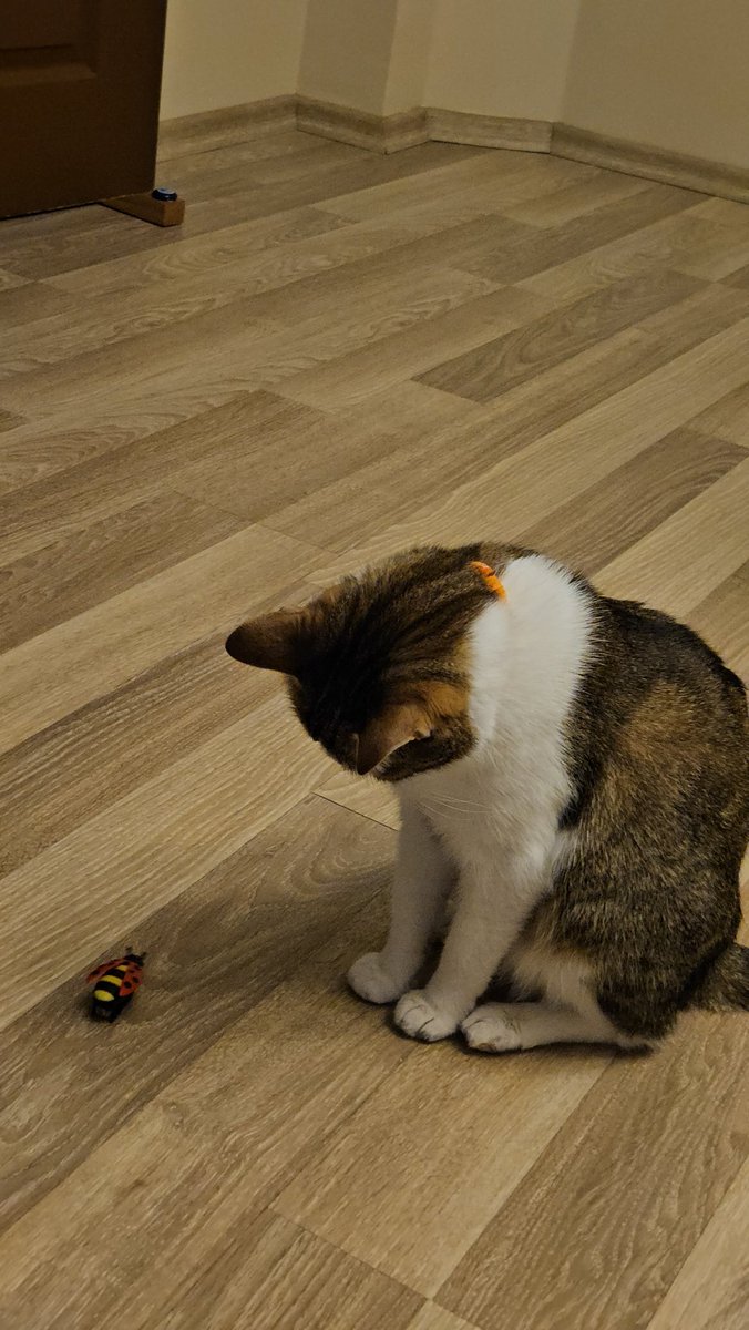 efe huça🧸🙀💩👽 tweet media