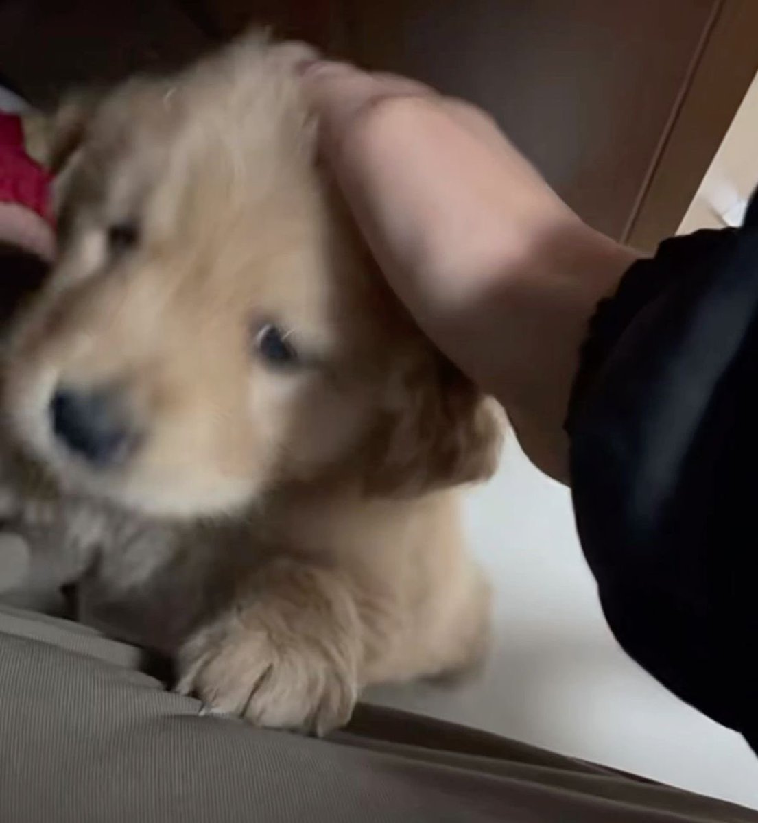 puppies video tweet media