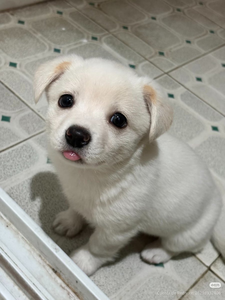 puppies video tweet media