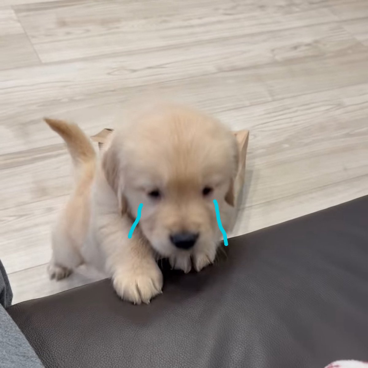 puppies video tweet media