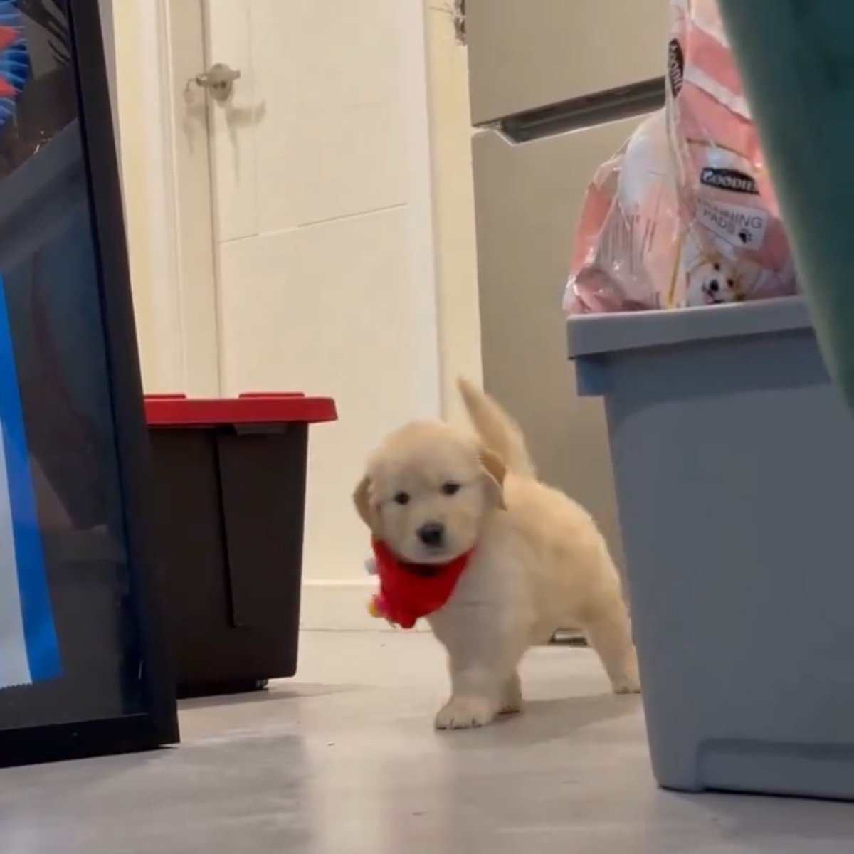 puppies video tweet media