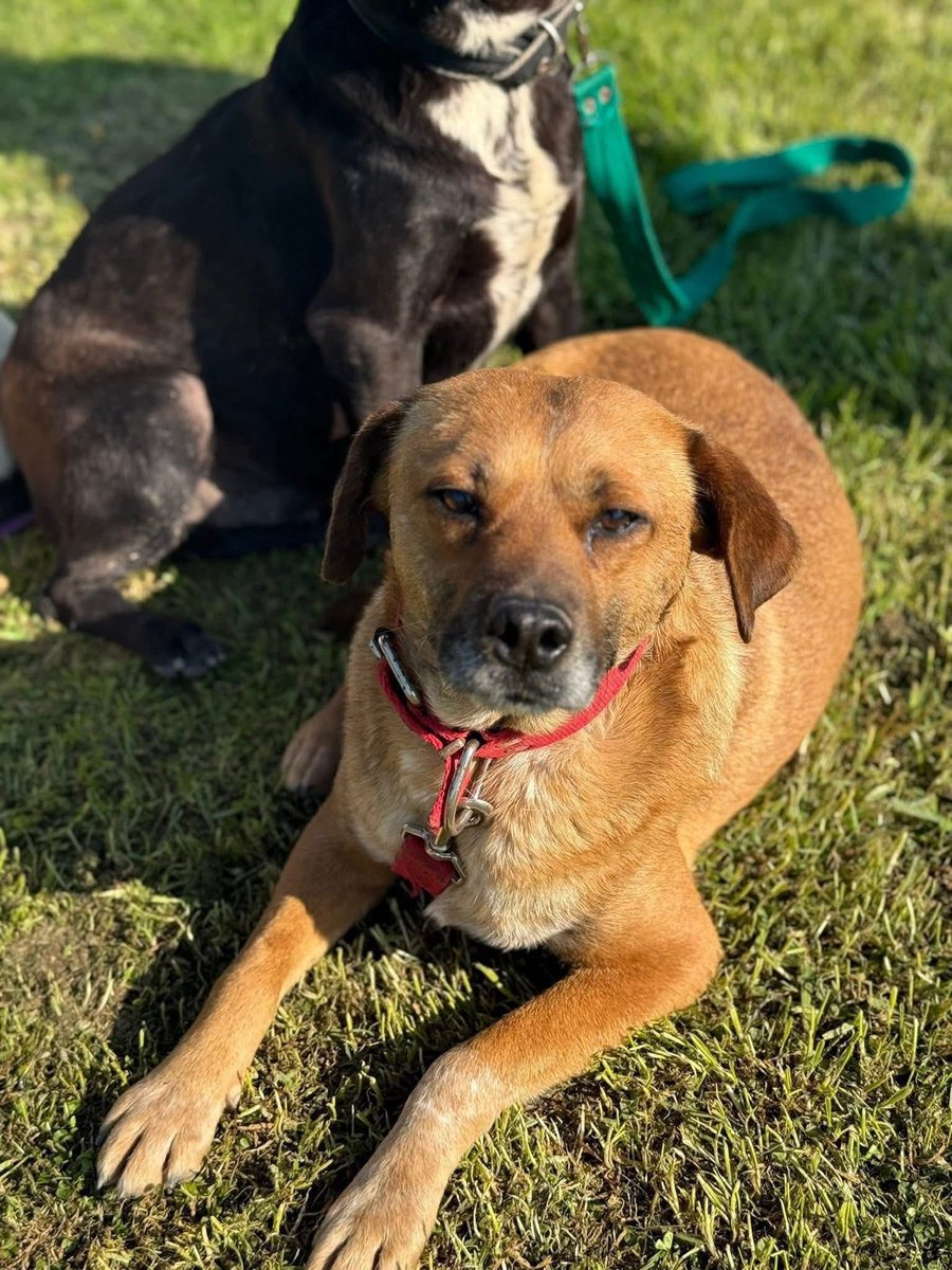 El Campito Refugio tweet media