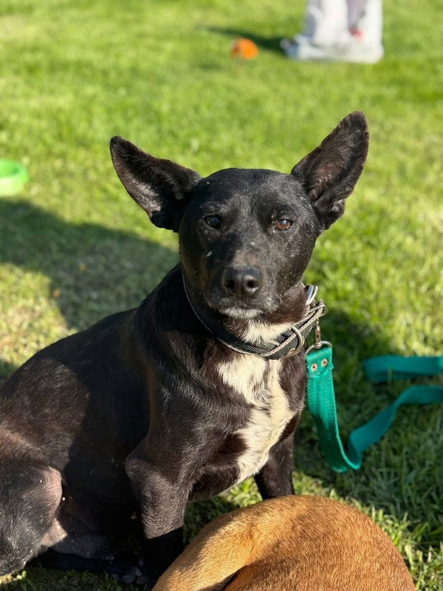 El Campito Refugio tweet media