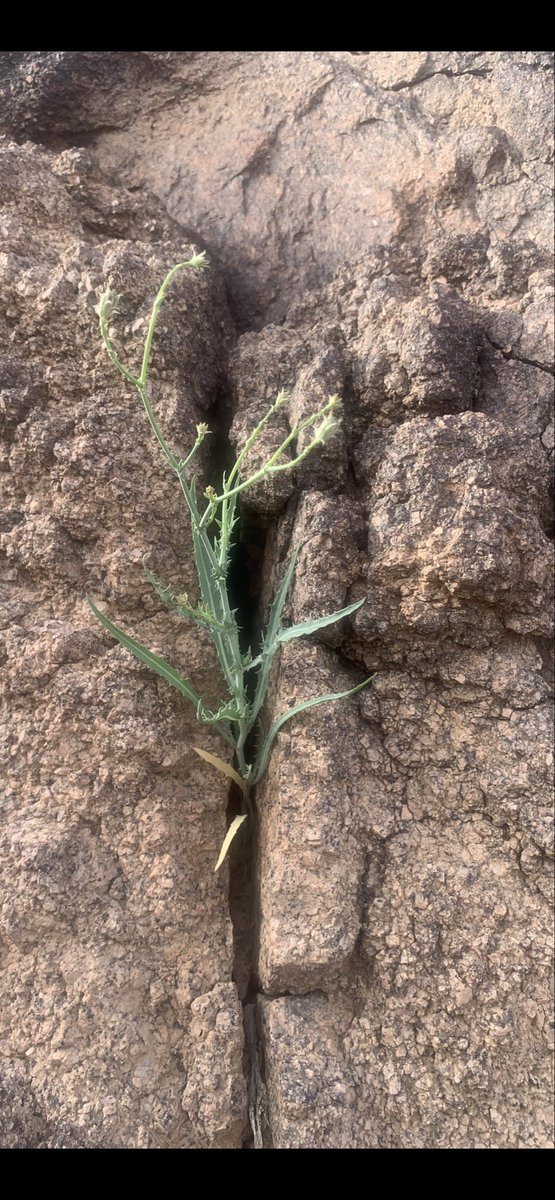 الزعيم tweet media