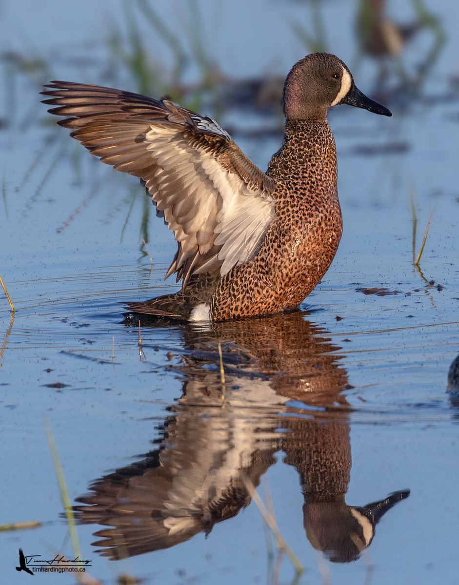 TBoneBarrie's tweet image. The big reveal! 👐💙 Blue-winged Teals might look understated at a distance, but that wing stretch shows why they are the jewels of the marsh. Catching this symmetry in the morning light is what spring migration is all about.

#birdPhotography #SpringMigration