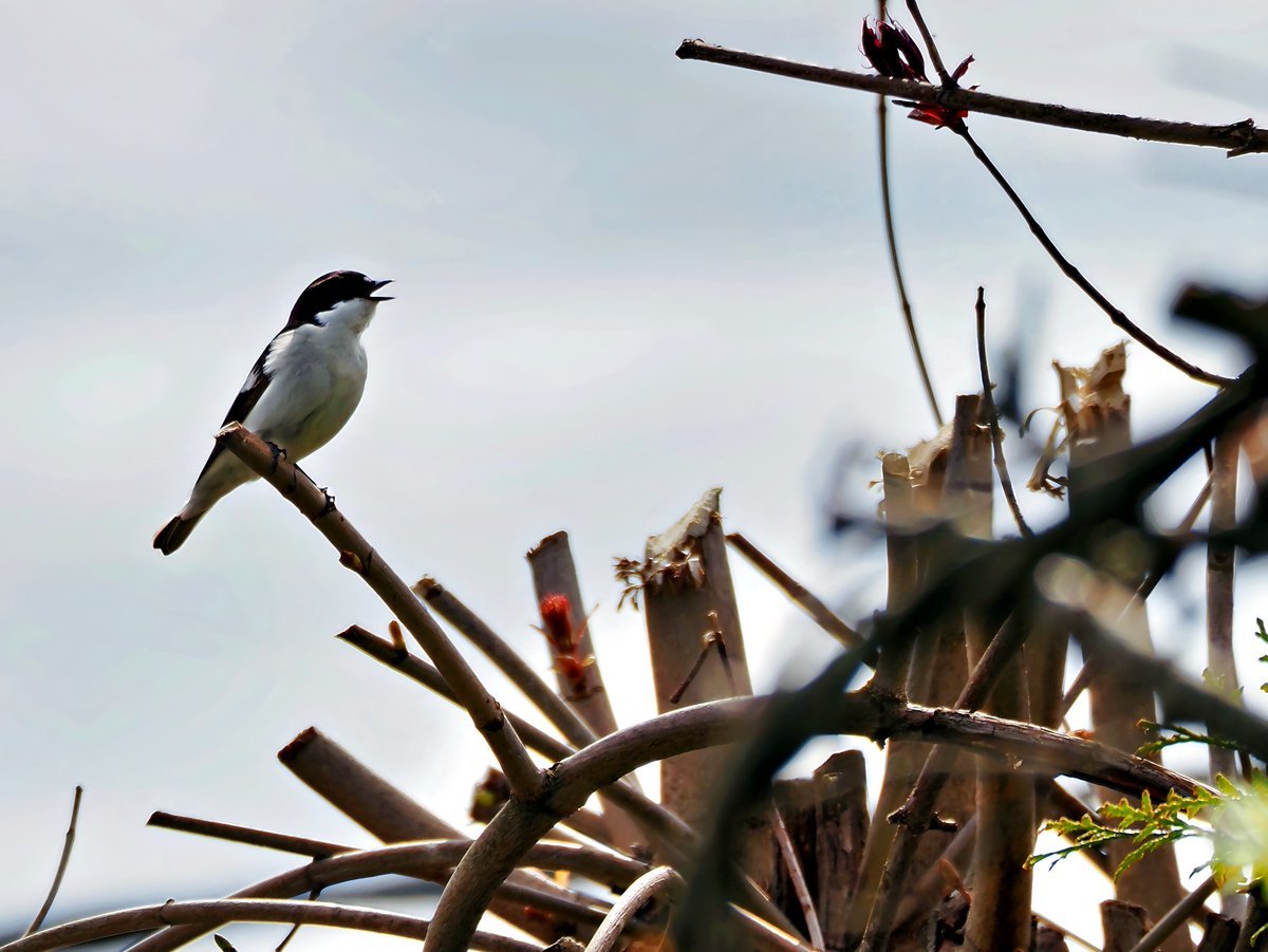 PEKHTography's tweet photo. From below, he’s all white chest and open beak —
a tiny dictator on a throne of thorns.
He’s not singing love.
He’s screaming “I EXIST” at a girlfriend who’s probably scrolling.
Every spring, somewhere, a bird loses his dignity for a date. 👑📱
#SpringChaos #BirdWatchingHumor https://t.co/hXdbjtRKEM