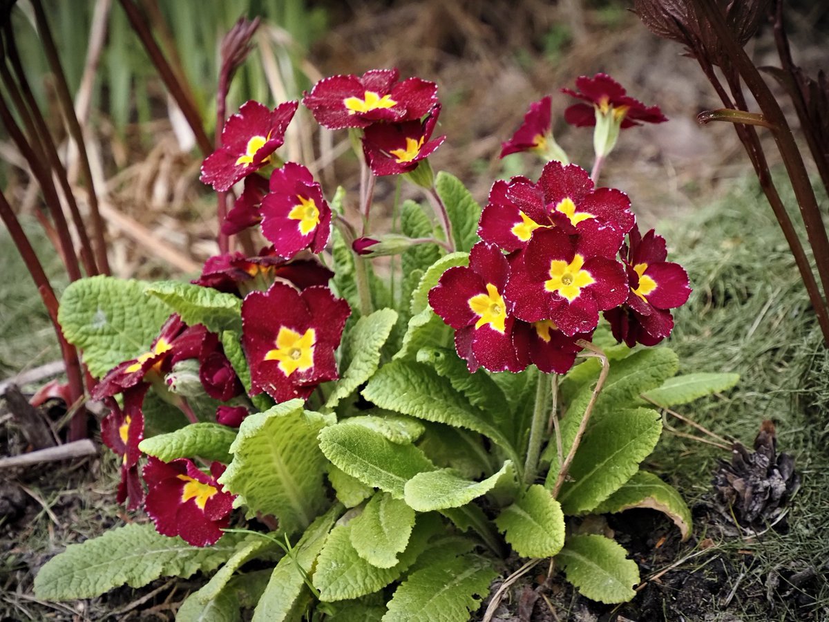 PEKHTography's tweet image. Tiny stems hold heavy wine-soaked crowns. 
This garden rebel drinks frost and exhales pure, arrogant color. 
Smallest keys open the heaviest seasons. 🍷❄️🗝️ 
#Nature #GardenDesign #SpringVibes #VelvetTexture