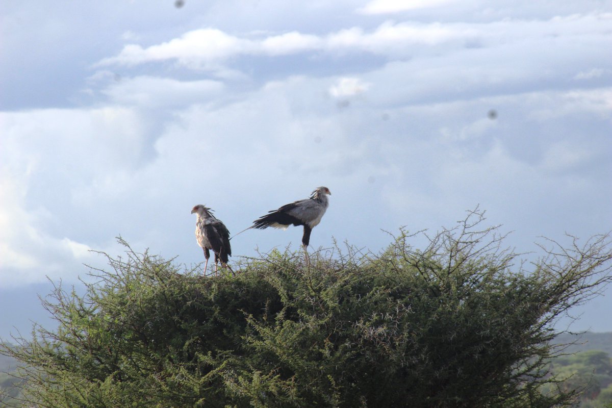 Lambula Wild Adventures Ug tweet media