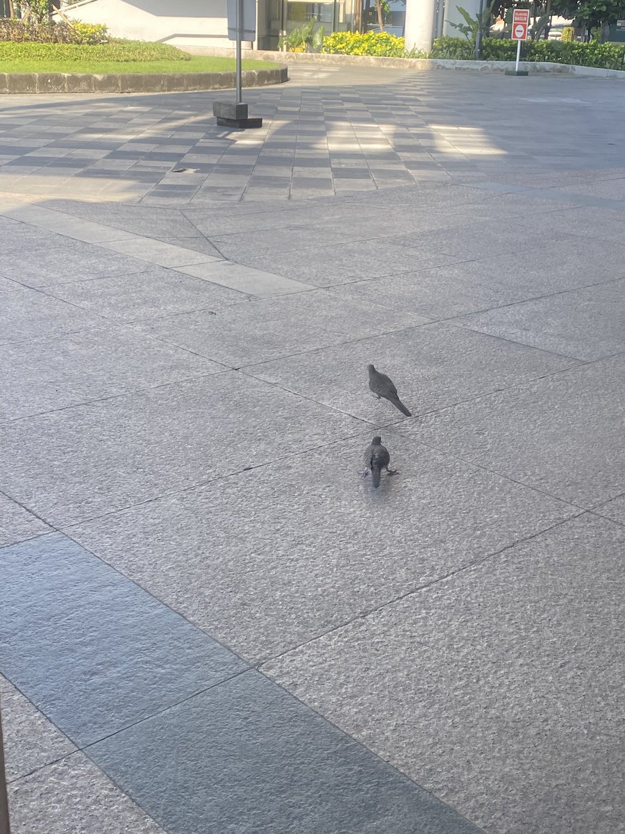 nindyags's tweet photo. 🐦‍⬛🤍 https://t.co/fyVlfVN7XM