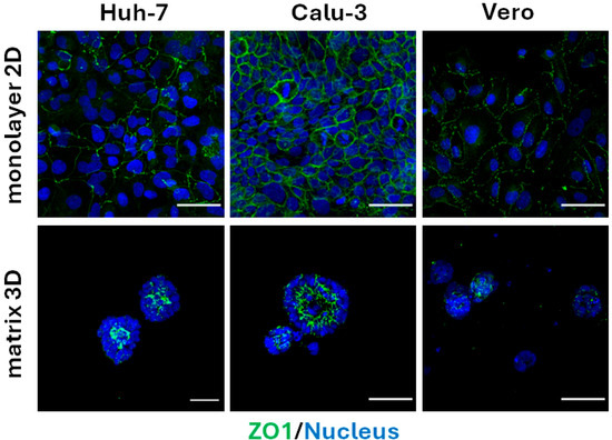 Organoids MDPI tweet media